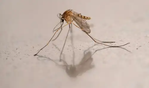 Los mosquitos encontrados en Islandia pertenecen a la especie 'Culiseta annulata' Los mosquitos encontrados en Islandia pertenecen a la especie 'Culiseta annulata'. Foto: AFP/Referencial