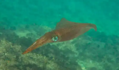 Los calamares son maestros del camuflaje y veloces nadadores del océano. Foto: Omri Selner Los calamares son maestros del camuflaje y veloces nadadores del océano.