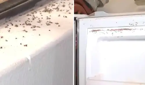 Los vecinos exigen la presencia de la municipalidad y autoridades sanitarias para atender el problema. Foto: Composición LR Los vecinos exigen la presencia de la municipalidad y autoridades sanitarias para atender el problema. Foto: Composición LR