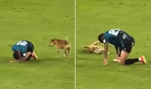 "Camilla para los dos", bromearon usuarios en TikTok. Perrito imita a futbolista en pleno partido de Colombia y desata risas en redes sociales