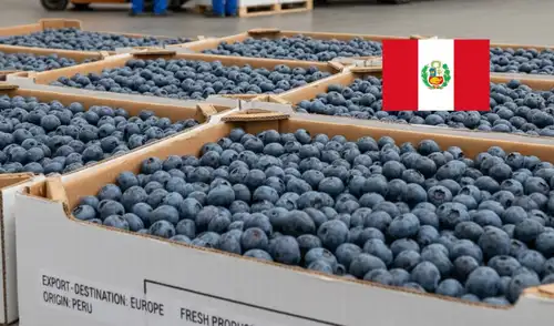 Las exportaciones de arándanos peruanos llegaron a 38 mercados y cuatro países acumulan el 83% del valor total exportación de arándanos peruanos