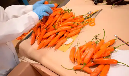 Fueron enviadas 25 muestras pertenecientes a cuatro especies de ají. Foto: Midagri