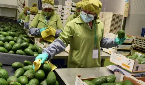 Estados Unidos y Europa siguen siendo los principales destinos de las agroexportaciones