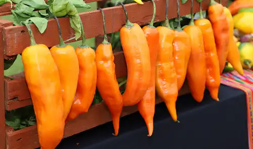 Semillas de ajíes nativos peruanos fueron enviadas para su preservación en Banco Mundial de Semillas de Svalbard. Foto: IStock Semillas de ajíes nativos peruanos fueron enviadas para su preservación en Banco Mundial de Semillas de Svalbard.