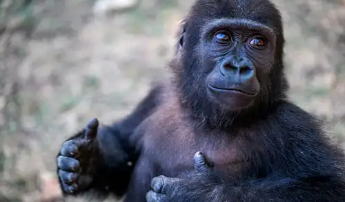 Zeytin se encuentra actualmente en el zoológico de Polonezkoy, ubicado en Estambul. Foto: AFP