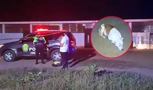 Animalista era muy querido por sus vecinos y colaboradores en Santa María, Huaura.