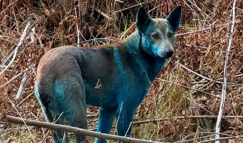 Estos perros son descendientes de mascotas abandonadas tras el desastre nuclear de Chernóbil. Foto: Clean Futures Fund