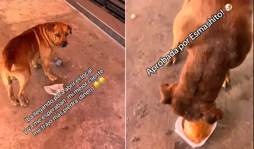 Perrito le lleva piedras al trabajador de un restaurante para poder comer hamburguesas. Perrito le lleva piedras al trabajador de un restaurante para poder comer hamburguesas.