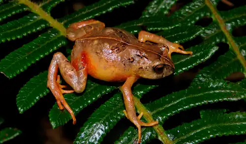Dos nuevas especies de rana del género Phrynopus fueron descubiertas en el Parque Nacional Yanachaga-Chemillén. Foto: Pablo Venegas