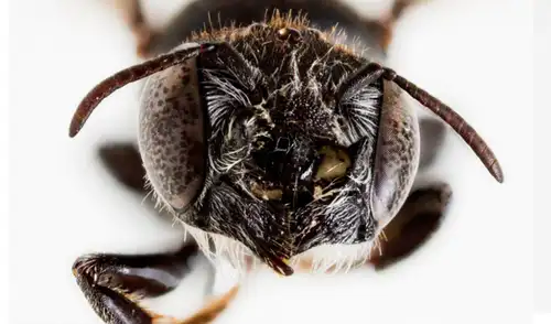 La especie de abeja Megachile lucifer con grandes cuernos en la cabeza. Foto: Kit S. Prendergast