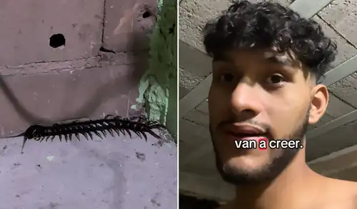 Historia en TikTok acumula alrededor de 13 millones de vistas. Joven venezolano vive aterrador encuentro con escolopendra negra en casa de su abuela