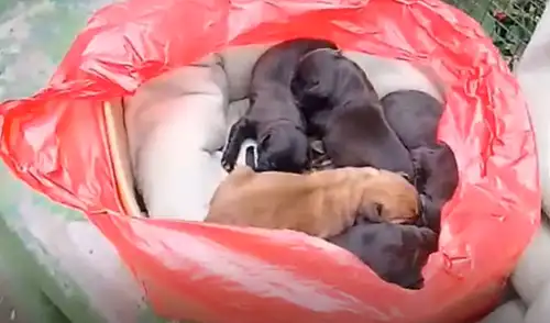 Buscan ayuda para perritos abandonados en Villa El Salvador