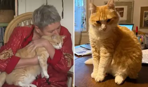 El juez encontró culpable a Rémi por daños en la casa de su vecino e impuso una orden de alejamiento al animal. Rémi, gato, gato sentenciado en Francia