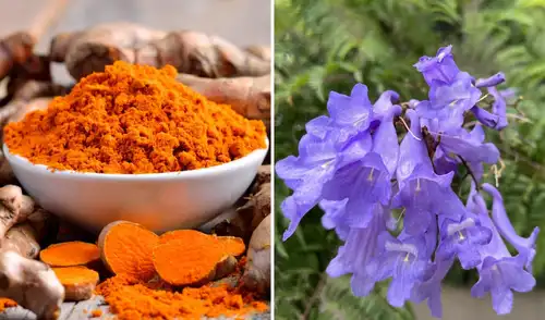 El INS analiza principios activos de plantas medicinales como la cúrcuma y la jacarandá El INS analiza principios activos de plantas medicinales como la cúrcuma y la jacarandá