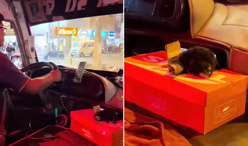 Clip viral en TikTok tiene 16.000 reacciones. Chofer peruano conmueve al llevar a su cachorrito al trabajo en tierno gesto captado en TikTok