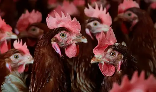 Se registró la primera muerte humana por gripe aviar H5N5 en Estados Unidos. Se registró la primera muerte humana por gripe aviar H5N5 en Estados Unidos.