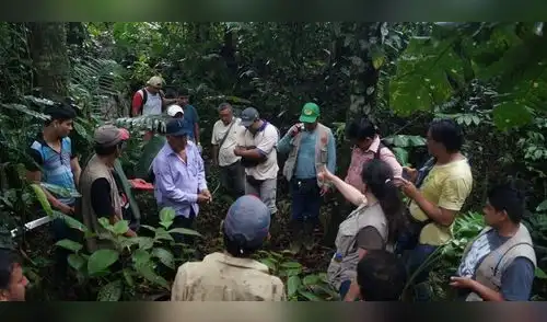 Bosques amazónicos están en constante riesgo por economías ilegales.