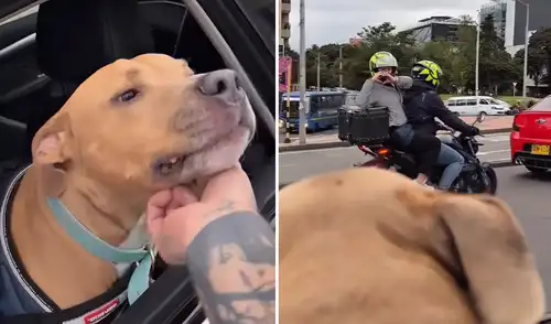 Perrito Magnus es viral tras paseo de su dueño para celebrar al vencer el cáncer