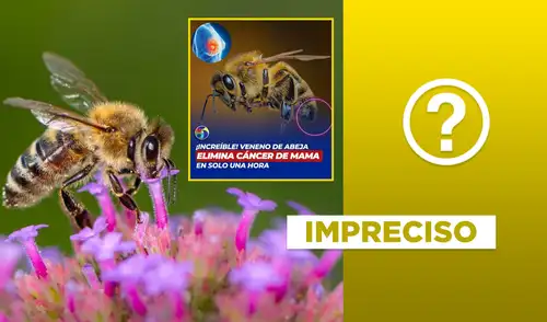 Estudios señalan que el veneno de abeja podrá ayudar al 10 o 15% de los tipos de cáncer de mama. Foto: composición LR/captura de pantalla/difusión Veneno de abeja puede curar el cáncer
