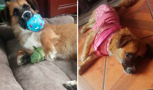 Vecinos aseguran que Puca es una perrita protectora. Vecinos aseguran que Puca es una perrita protectora.