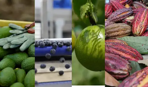 EE.UU., Países Bajos y España son los principales destinos de exportación EE.UU., Países Bajos y España son los principales destinos de exportación