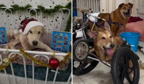 Campaña recibirá donaciones para continuar cuidando a los perritos.