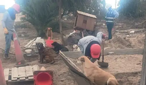 Videos registran obras que alterarían la vida de los canes que habitan villa canina. Foto: Villa Canina 2019 VES. Videos registran obras que alterarían la vida de los canes que habitan villa canina. Foto: Villa Canina 2019 VES.