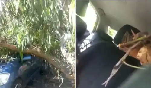Árbol cae sobre auto en movimiento e impacta a conductor en la av. Velasco Astete, en Surco Un accidente en Surco, en la cuadra 27 de la avenida Velasco Astete, dejó al conductor de un automóvil aplastado por un árbol que cayó repentinamente.
