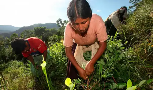 El cultivo de coca en Bolivia creció un 10% en el año 2024, de acuerdo a la ONU. El cultivo de coca en Bolivia creció un 10% en el año 2024, de acuerdo a la ONU.