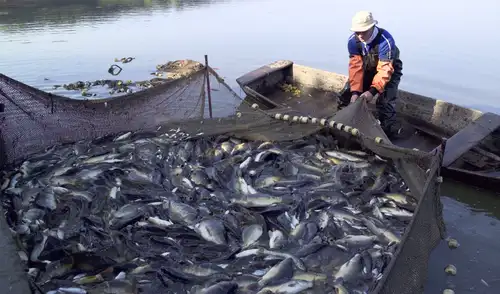 Desde 2026, quedará prohibida la exportación de perico capturado con redes de enmalle, según nuevas exigencias de EE.UU. Desde 2026, quedará prohibida la exportación de perico capturado con redes de enmalle, según nuevas exigencias de EE.UU.