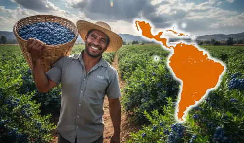 La agencia Moody's elaboró un ranking con los países que lideran la exportación de arándanos.