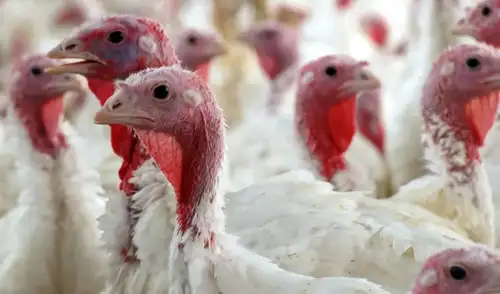 Exportaciones de pavita peruana muestran cambios significativos en el mercado internacional