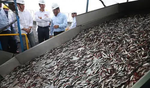 Imarpe recomendó mantener para 2026 un nivel de captura similar al establecido en 2025 para la pesca de anchoveta en la zona sur .