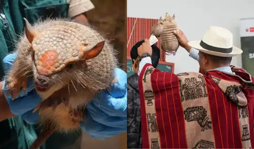 El Servicio Nacional Forestal y de Fauna Silvestre (Serfor) advierte sobre el uso ilegal del quirquincho andino en rituales de "buena suerte" en Perú, especialmente durante fin de año.