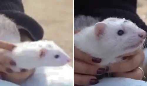 Familia pasa el Año Nuevo en la playa Los Yuyos junto a su hurón Familia pasa el Año Nuevo en la playa Los Yuyos junto a su hurón