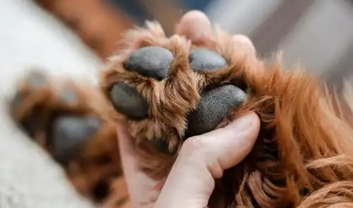 Policía condenado a tres años de prisión por envenenar perros en San Martín de Porres