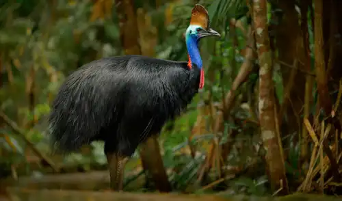 El casuario es considerado como el ''ave más peligroso del mundo''.