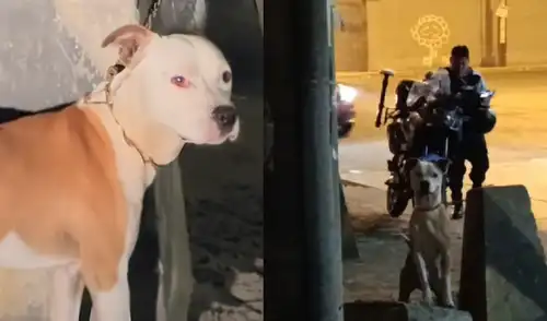 Mascota fue liberada tras permanecer varias horas encadenada a poste. Foto: composición LR Mascota fue liberada tras permanecer varias horas encadenada a poste.