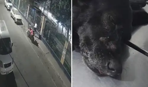 Dos perros callejeros sufrieron el ataque de un hombre que corría por una vereda en San Martín de Porres. Dos perros callejeros sufrieron el ataque de un hombre que corría por una vereda en San Martín de Porres.