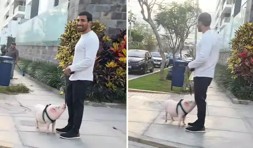 Joven pasea a chanchito con correa por las calles de San Isidro y sorprende en redes