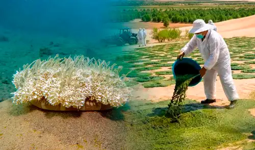 China planea recuperar la activida agrícola.