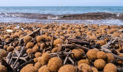 Las "bolas de Neptuno" son estructuras naturales que acumulan restos de posidonia oceánica y plásticos marinos.