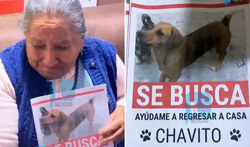El perrito Chavito salió huyendo tras ser atropellado por un auto que pasaba por la calle Cusco Miguel Grau.