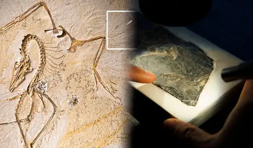 El descubrimiento de Baminornis en China sugiere que la evolución del vuelo en aves es más compleja de lo que se pensaba.