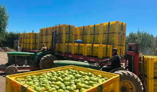 Argentina lidera la exportación de peras y se encuentra en el top 4 en el mundo.