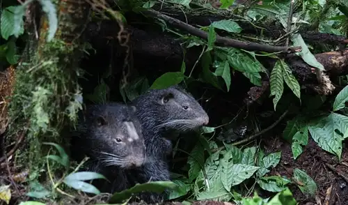 El rescate de estos macheteros, liberados bajo estrictos protocolos de SERFOR, marca un hito en Perú. Se busca incrementar la población y favorecer la regeneración del bosque montano de Junín.