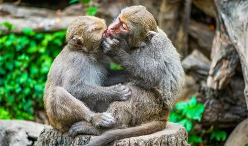 El comportamiento sexual entre primates del mismo sexo esta muy extendido. Foto: Pexels/Klub Boks
