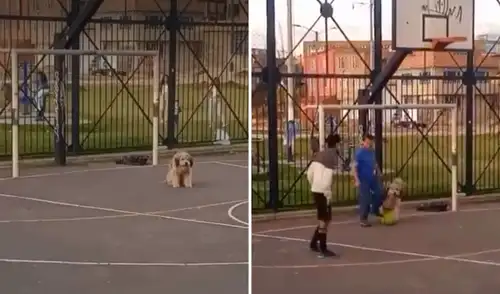 Un perro se convierte en el arquero estrella en un partido de fútbol callejero en Argentina Un perro se convierte en el arquero estrella en un partido de fútbol callejero en Argentina
