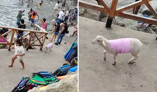 Familia peruana lleva a su cordero a la playa de Trujillo y se vuelve viral en TikTok