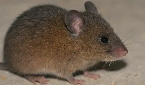 En Cajamarca se confirmó que el Oreoryzomys hesperus tiene tres especies distintas. Confirman nueva especie de roedor andino